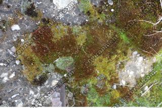 Photo Texture of Mossy 0004